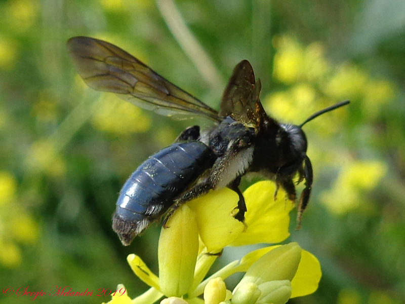 Apidae Andreninae: Andrena agilissima